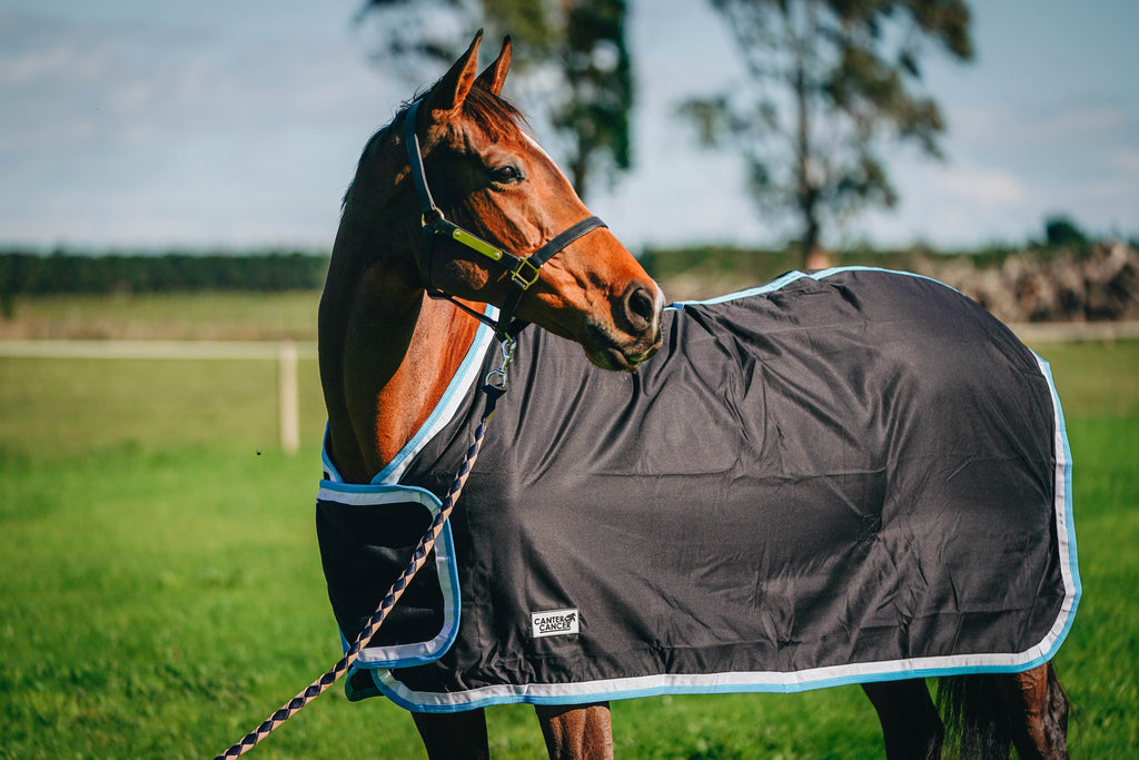 The difference between Australian and New Zealand size horse rugs