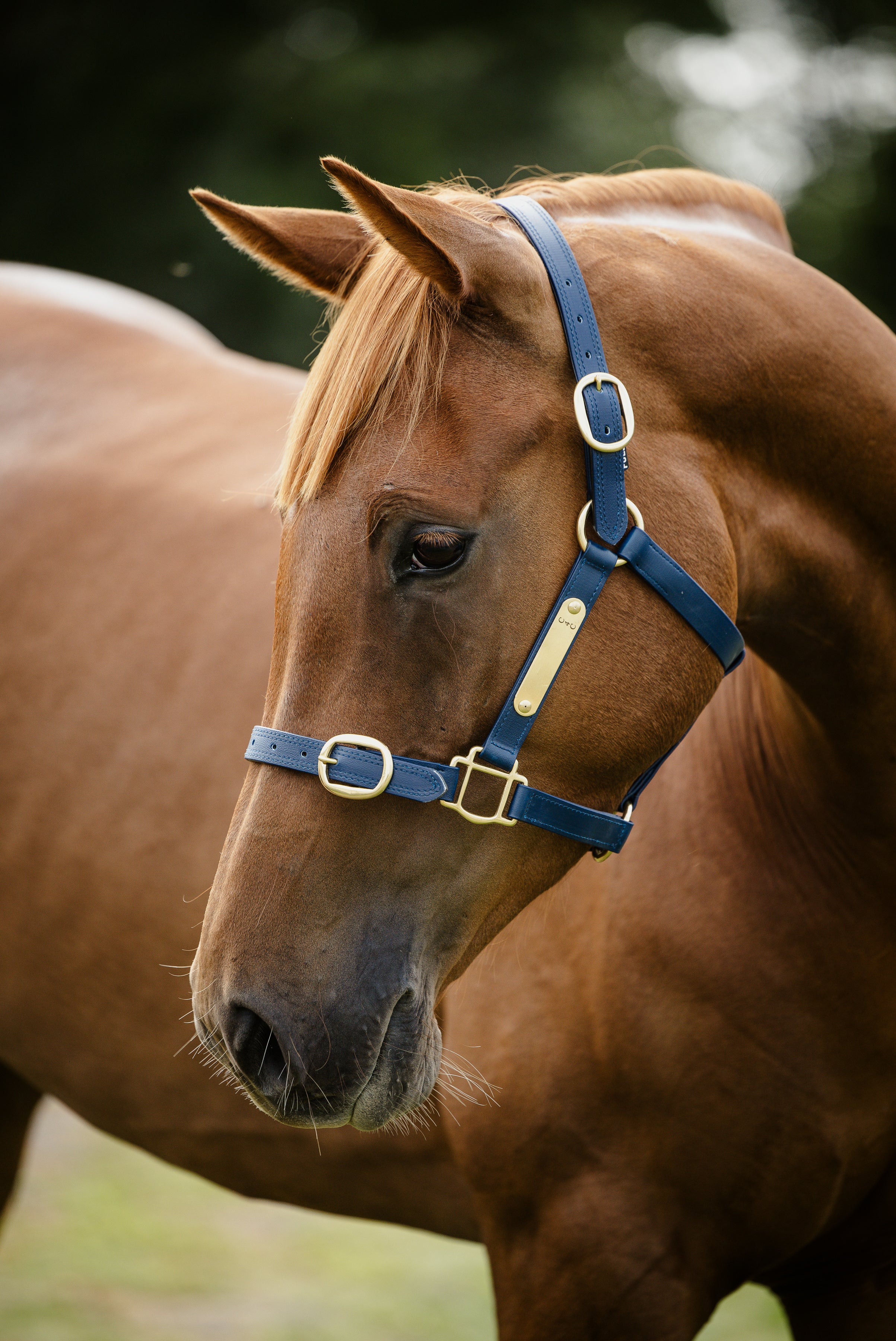 Pvc Halters PVC Halter with Brass Fittings – Canter for Cancer NZ