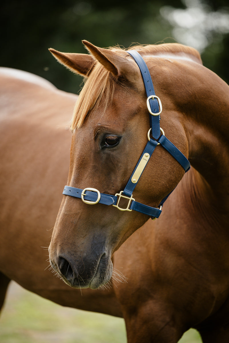 PVC Halter with Brass Fittings – Canter for Cancer NZ