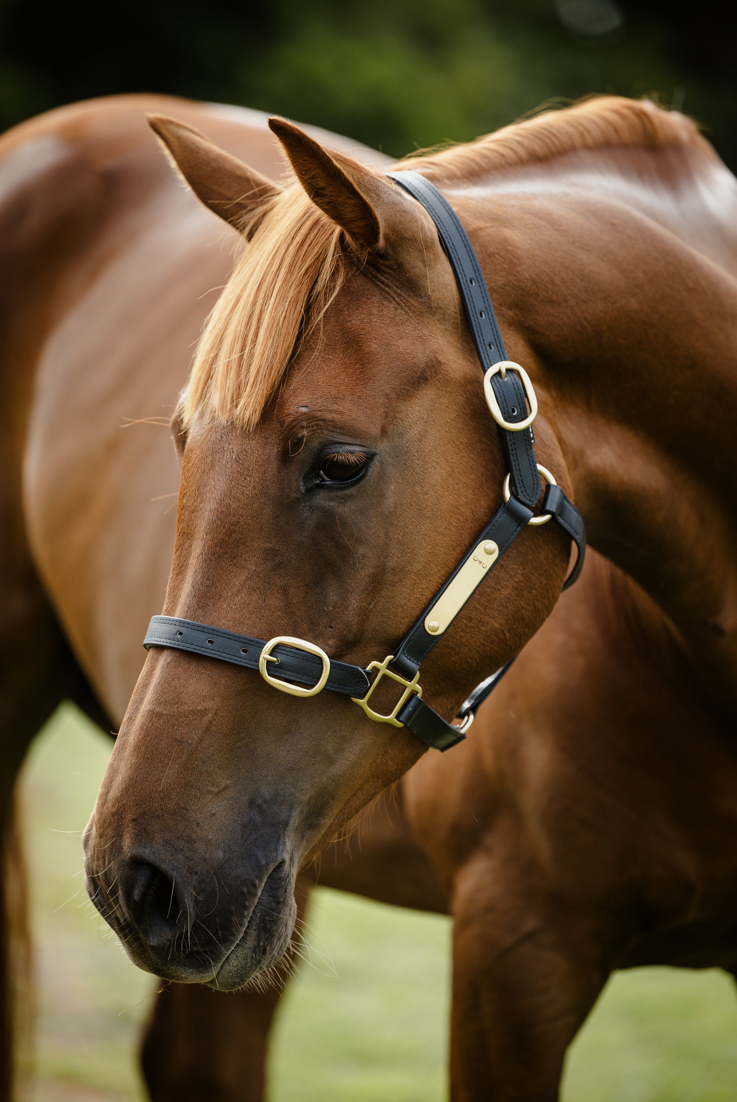 Pvc Halters PVC Halter with Brass Fittings – Canter for Cancer NZ