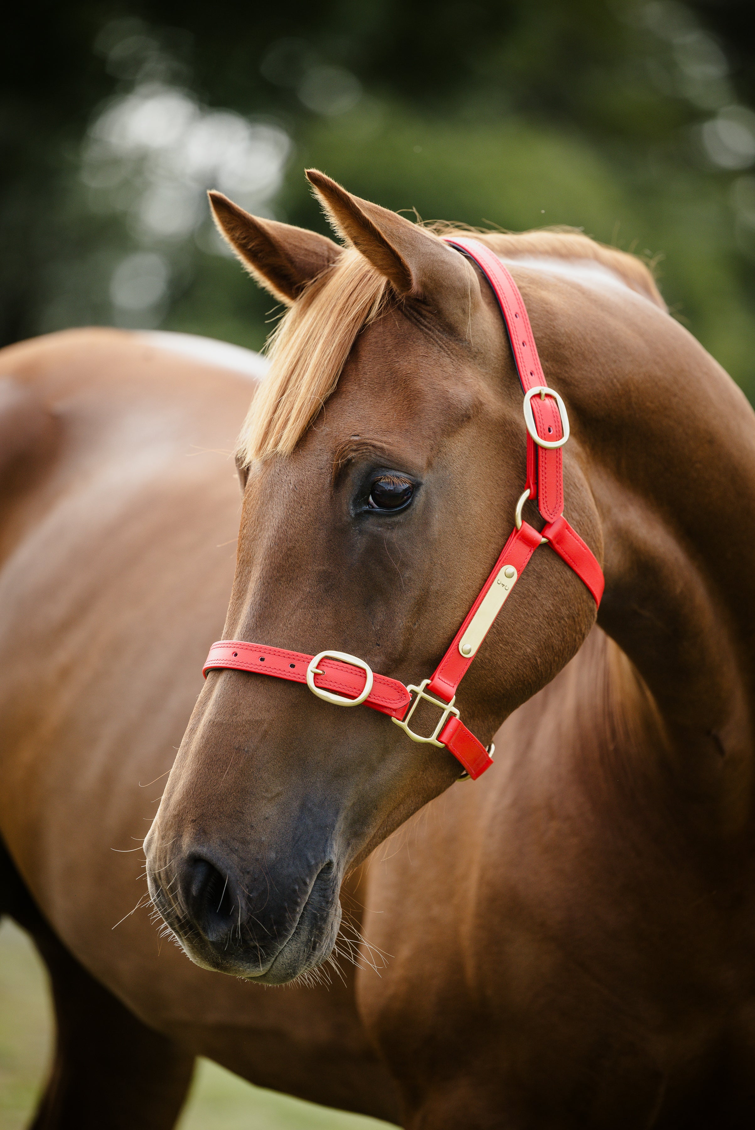 Pvc Halters PVC Halter with Brass Fittings – Canter for Cancer NZ