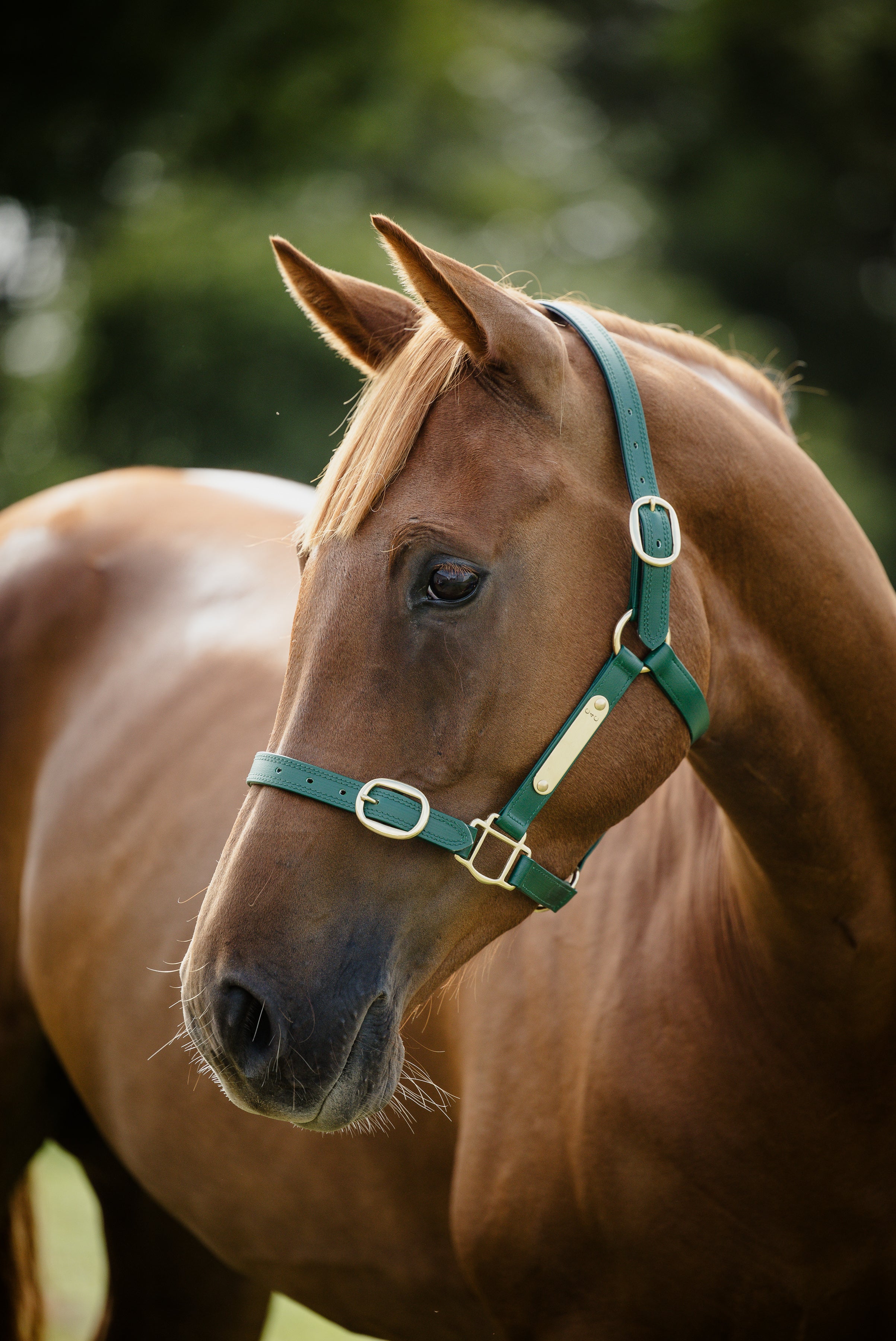 Pvc Halters PVC Halter with Brass Fittings – Canter for Cancer NZ