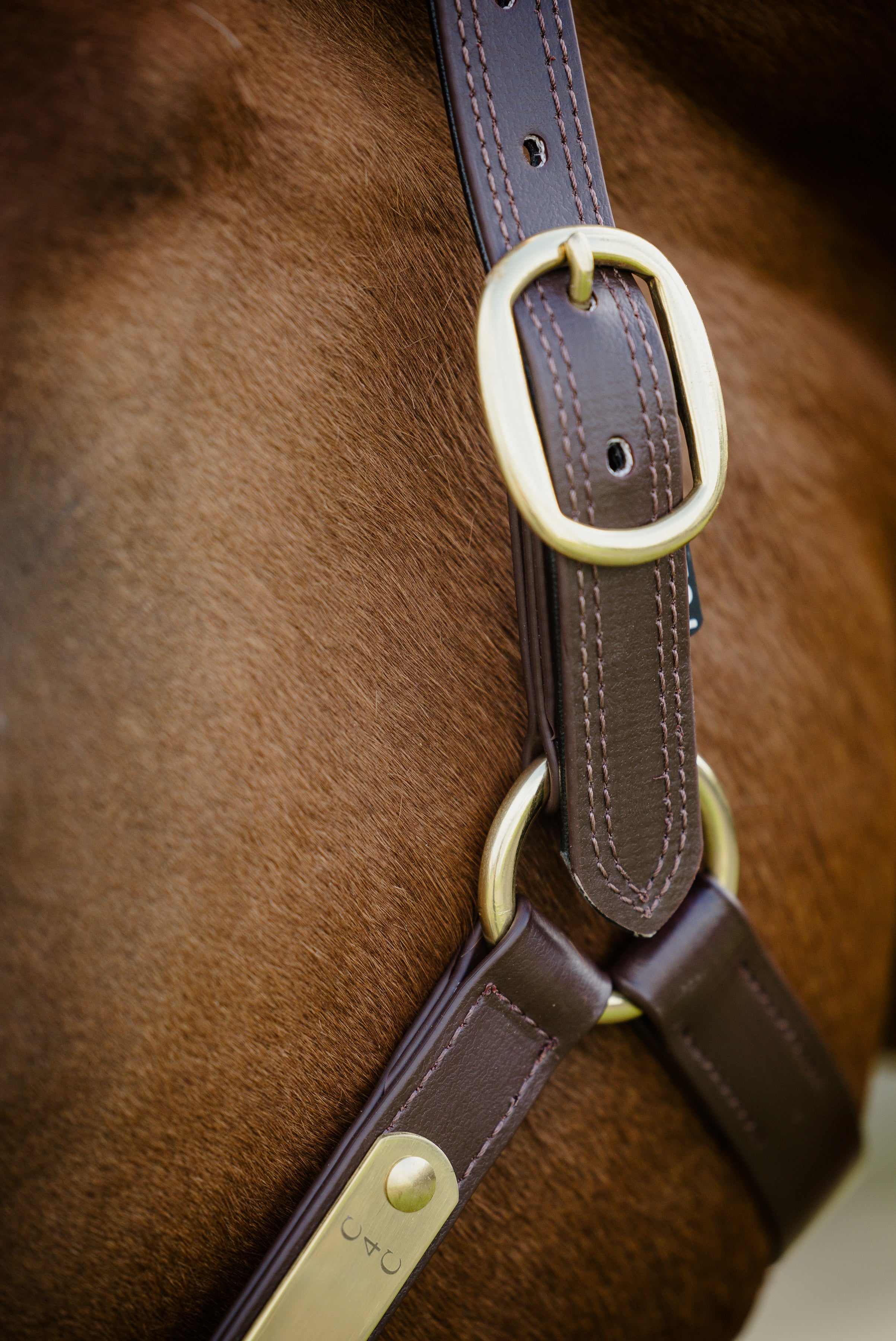 Pvc Halters PVC Halter with Brass Fittings – Canter for Cancer NZ
