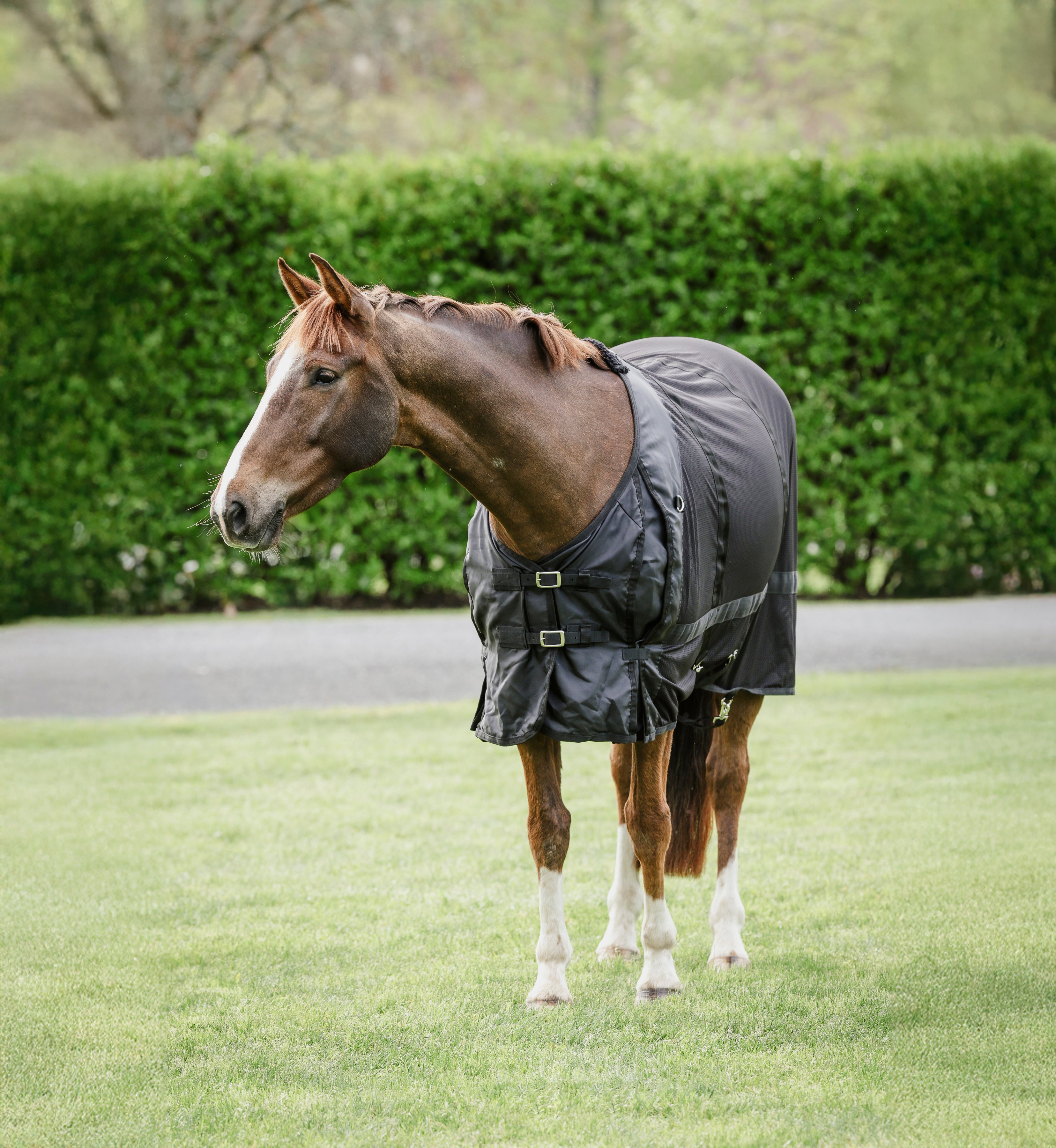 Therapy Rug Therapy Rug – Canter for Cancer NZ