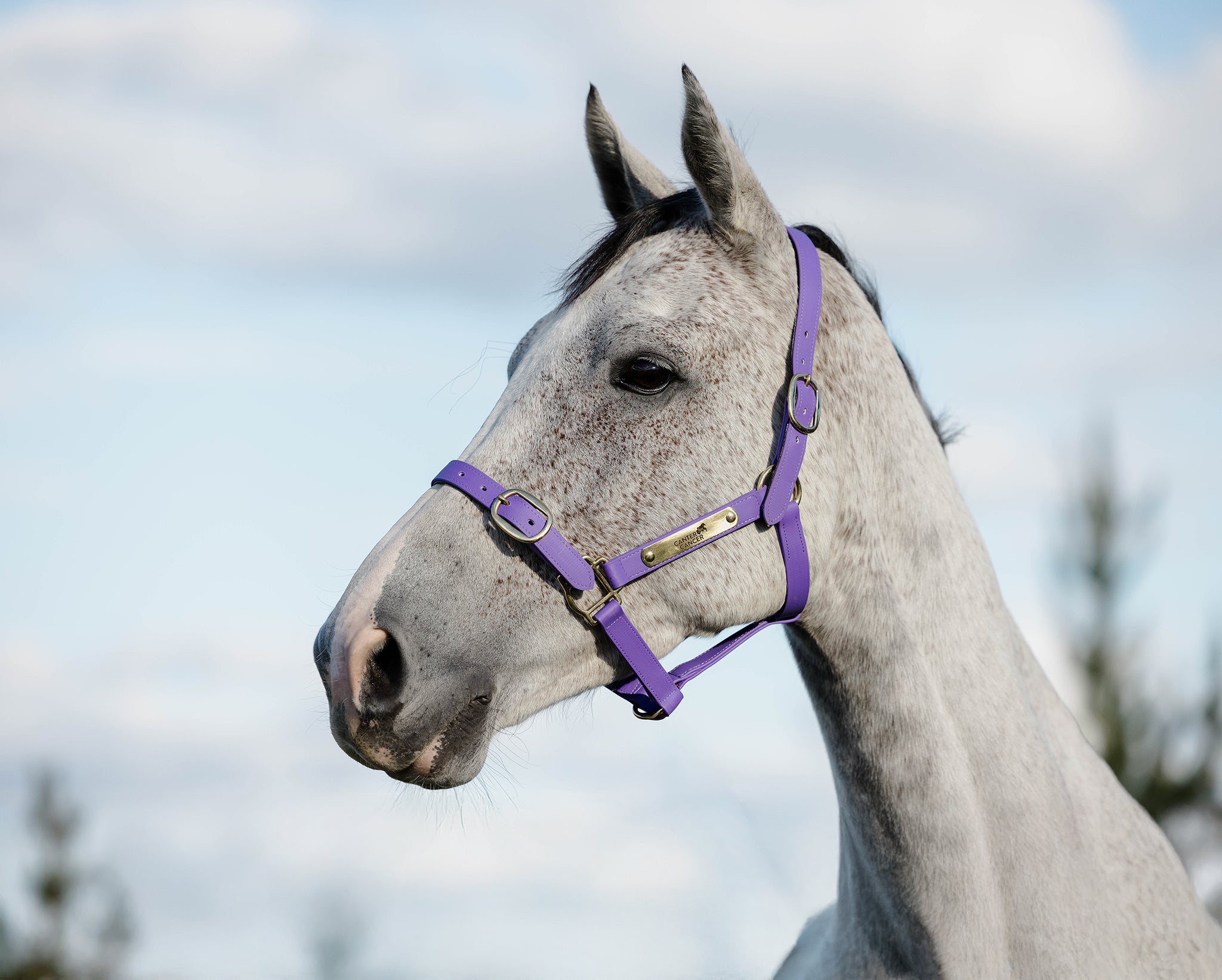 Pvc Halters PVC Halter with Brass Fittings – Canter for Cancer NZ