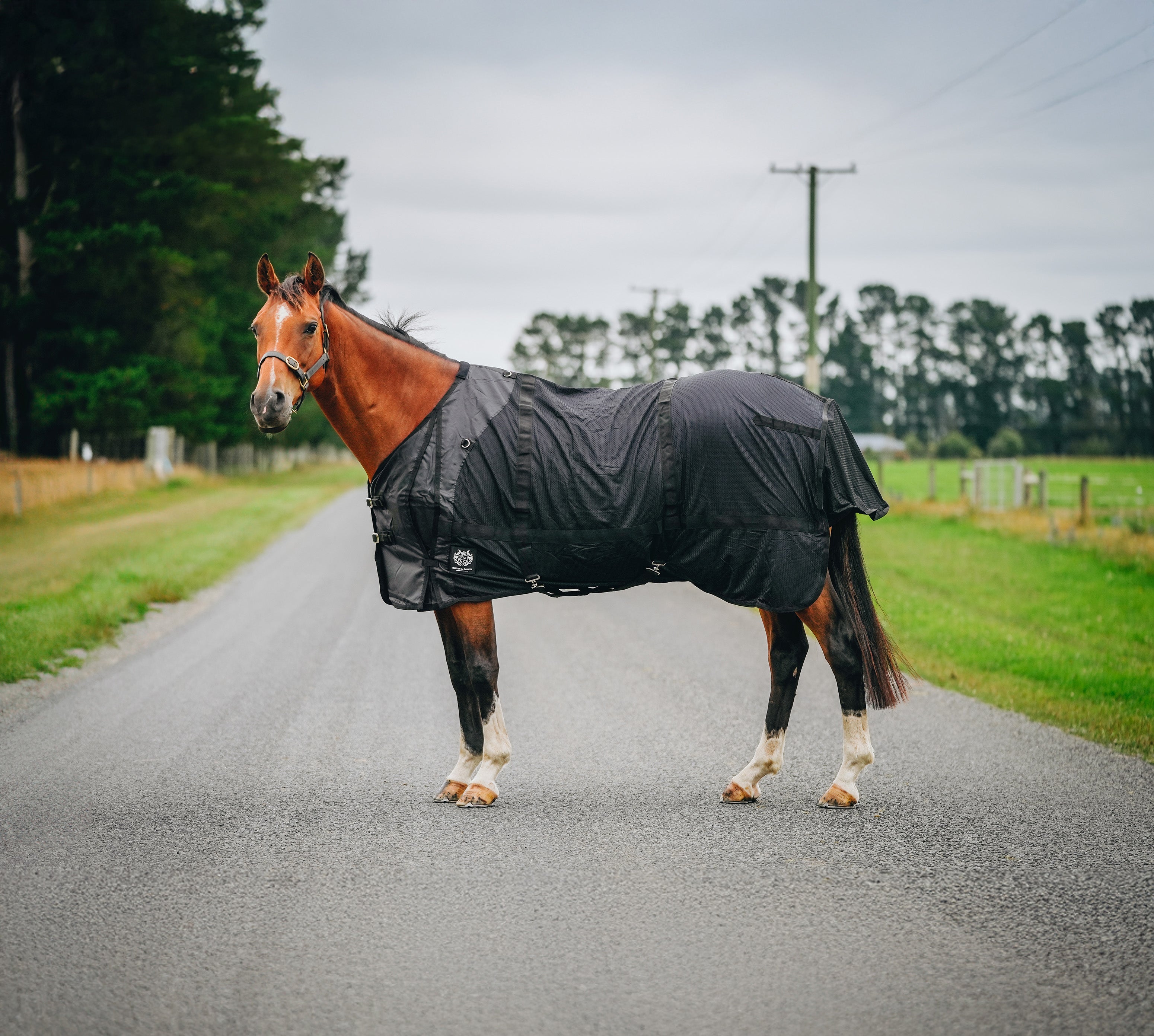 Therapy Rug Therapy Rug – Canter for Cancer NZ