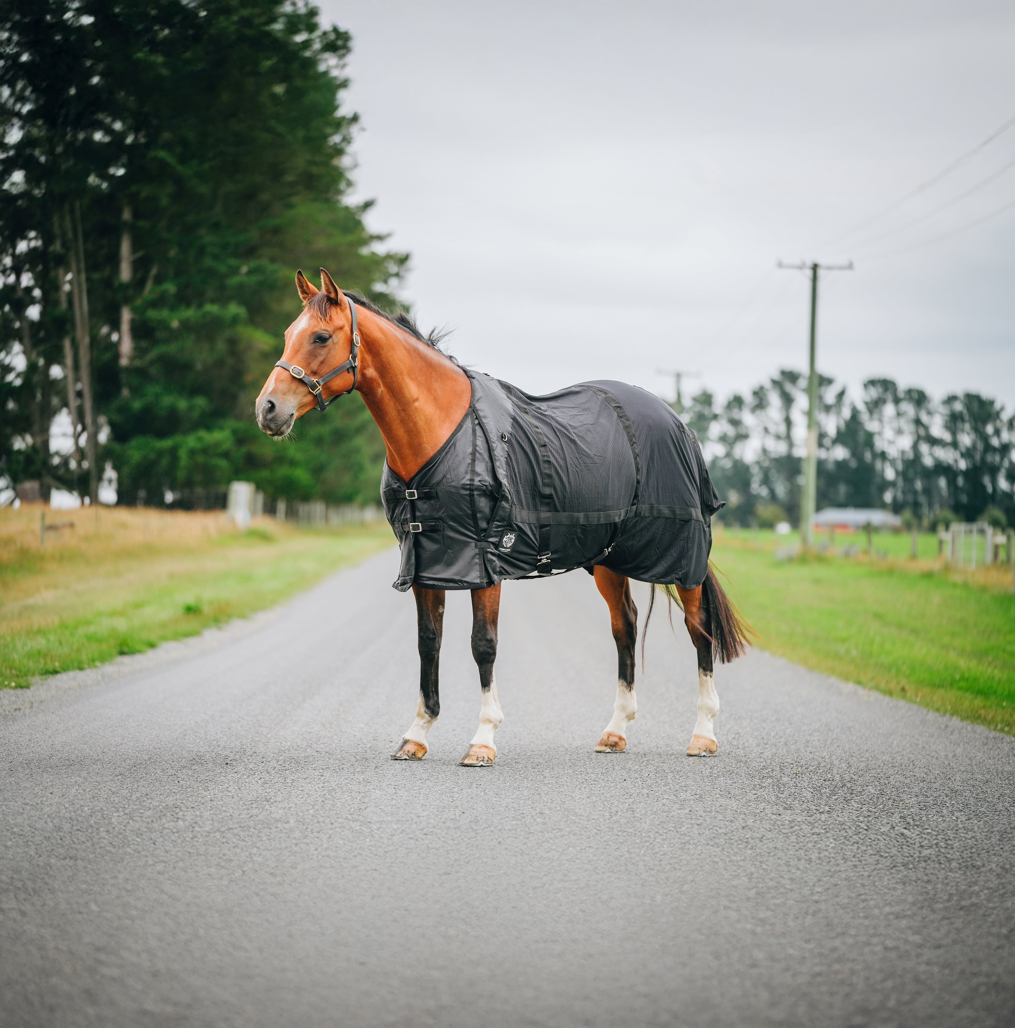 Therapy Rug Therapy Rug – Canter for Cancer NZ