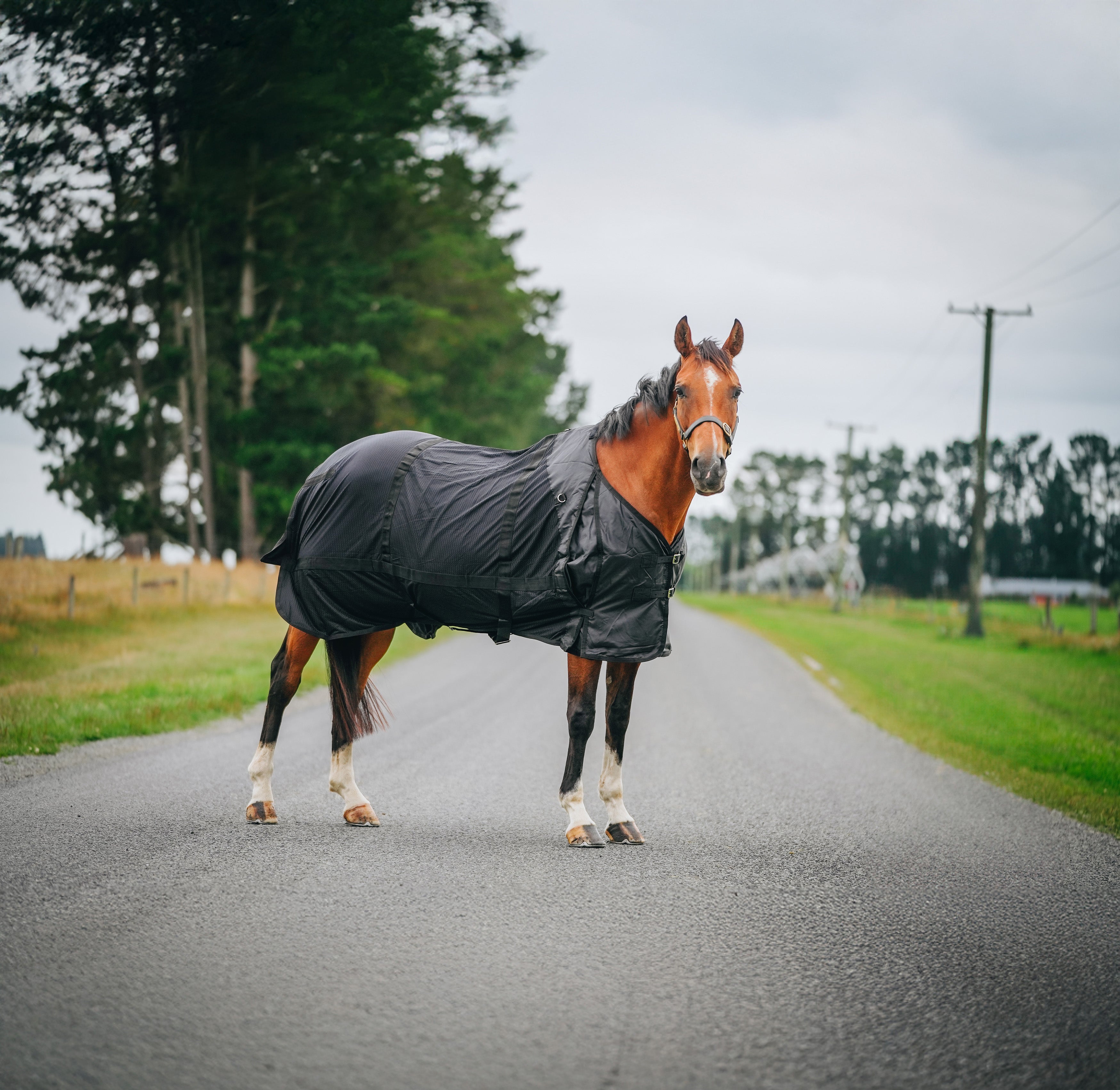 Therapy Rug Therapy Rug – Canter for Cancer NZ