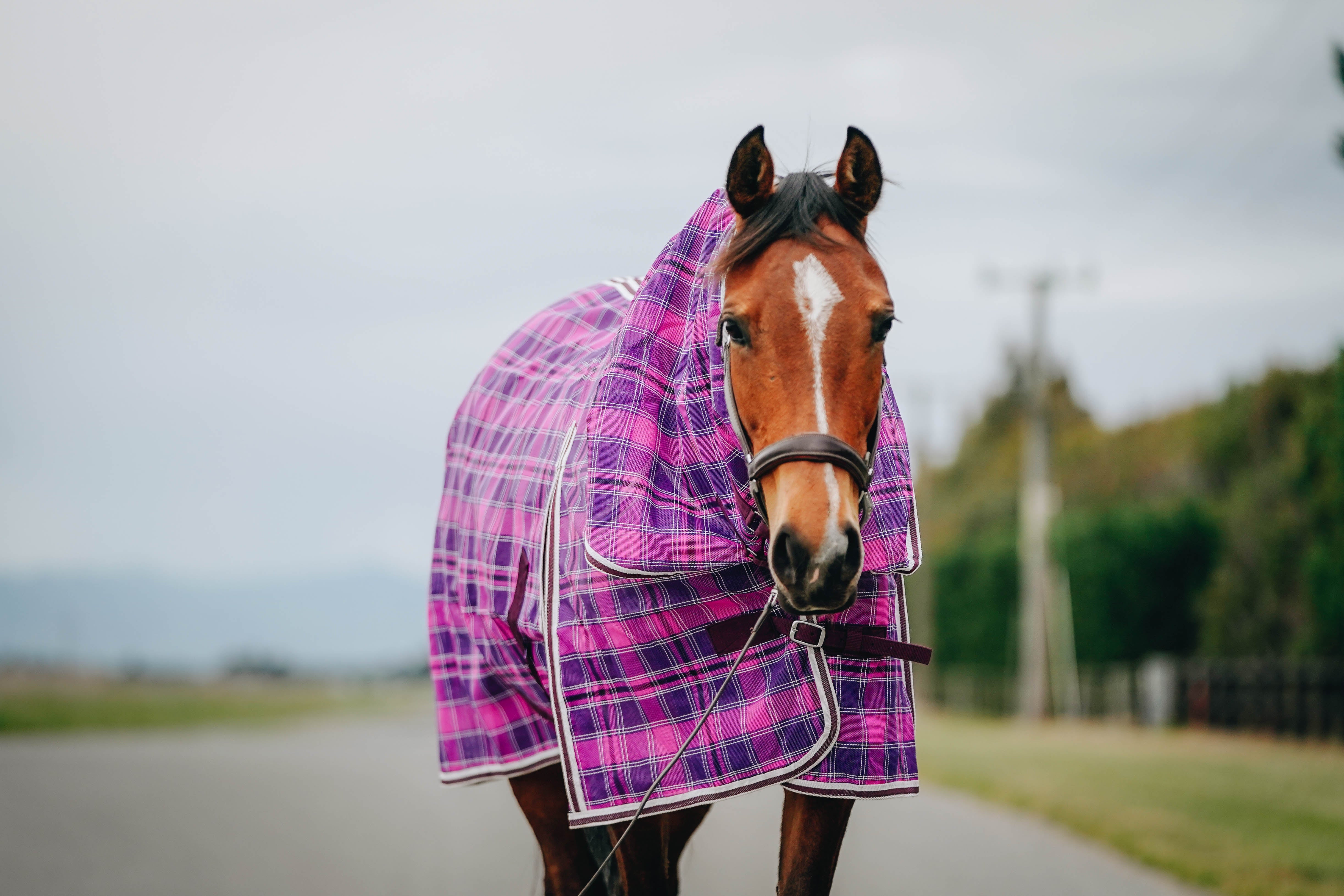 Mesh PVC Combo NZ 4.3 & 6.3 – Canter for Cancer NZ