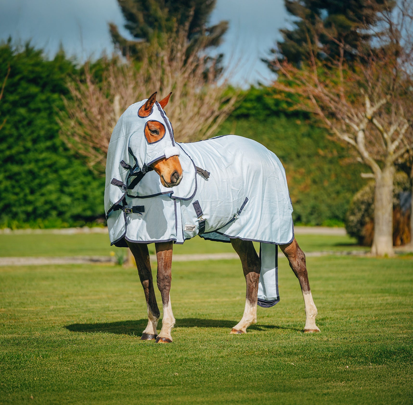 Baby Blue Mesh Show Set NZ 5.9 & 6.0 – Canter for Cancer NZ