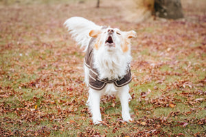 Oilskin Canvas Dog Coats - 18inch
