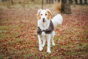 Oilskin Canvas Dog Coats - 18inch