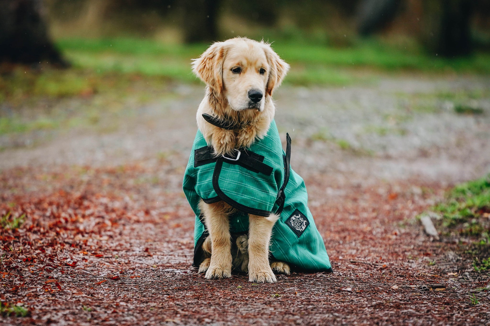 Green Canvas Dog Coats Canter for Cancer NZ