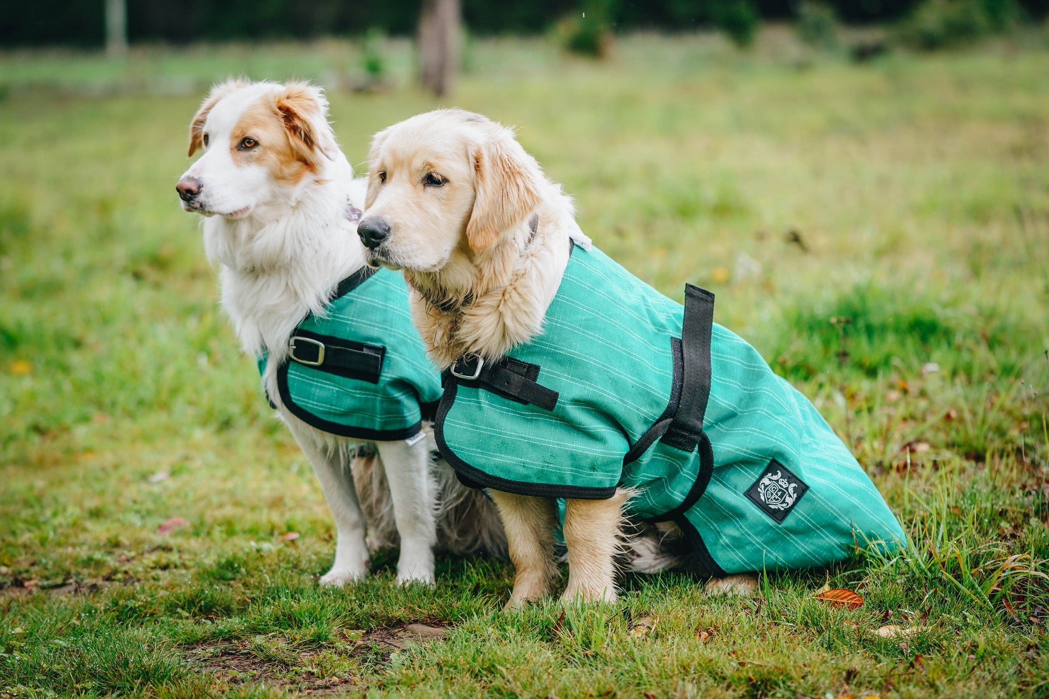 Green Canvas Dog Coats Canter for Cancer NZ