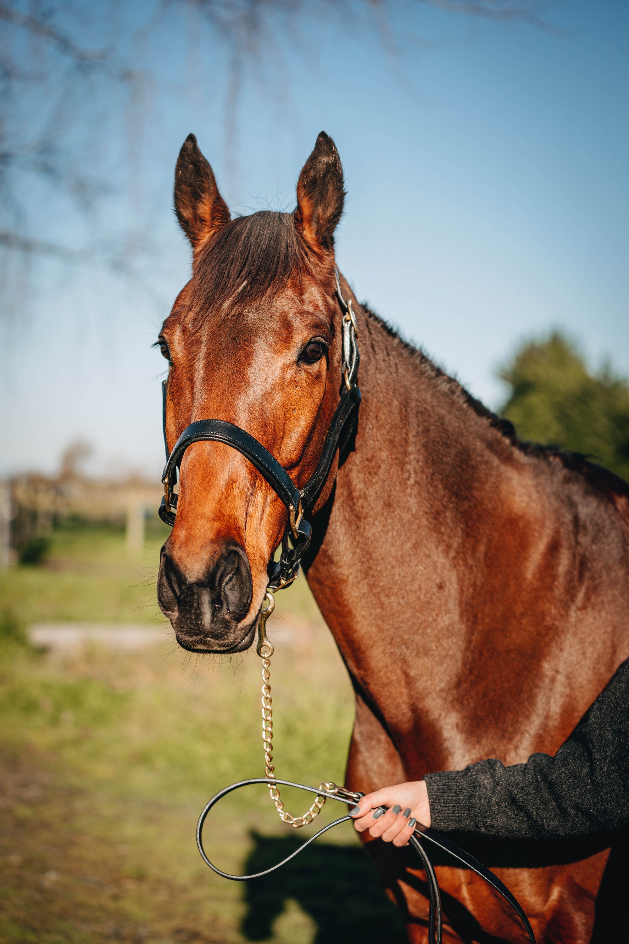 Leather Showing Halters with Brass Fittings – Canter for Cancer NZ