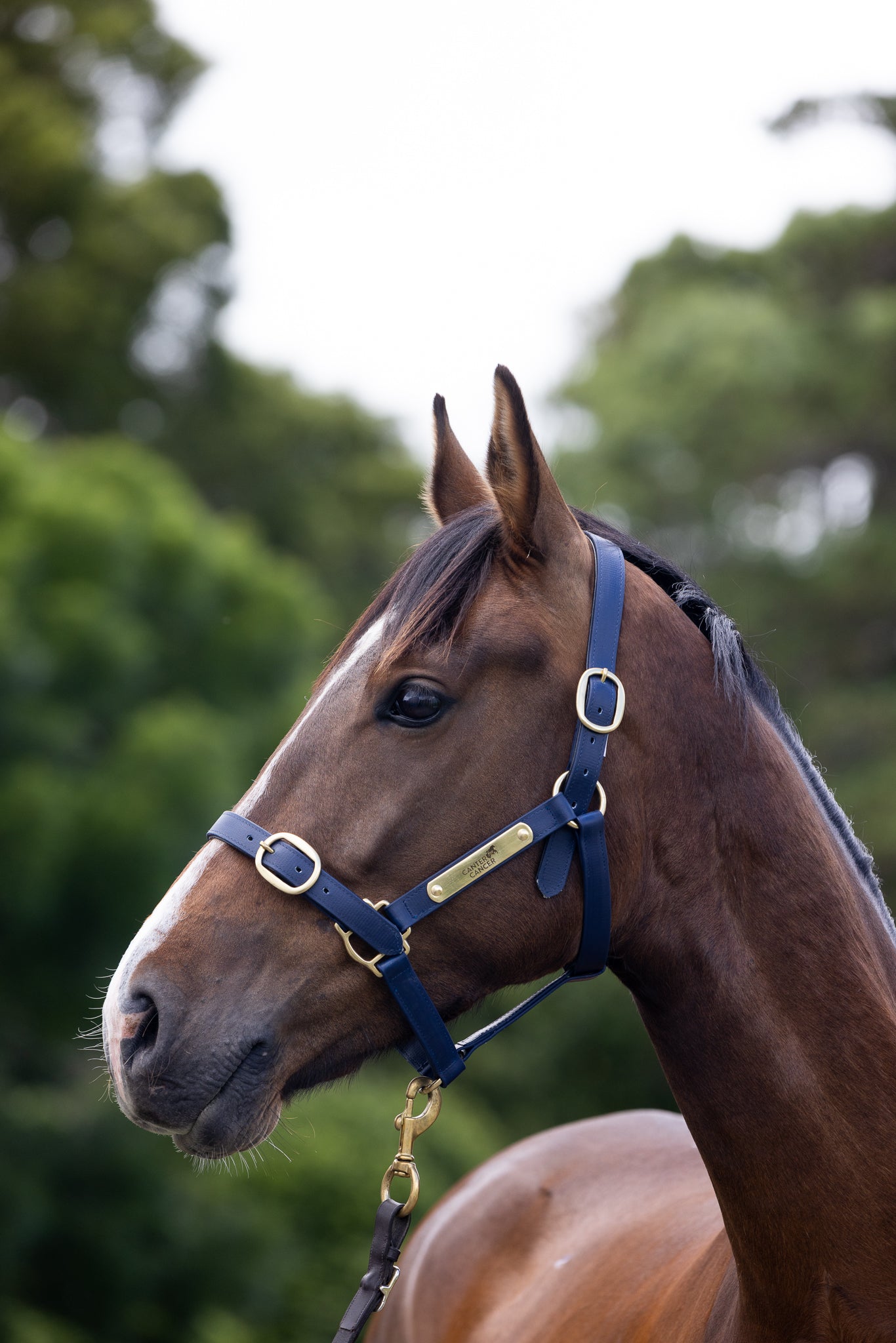 PVC Halter with Brass Fittings – Canter for Cancer NZ